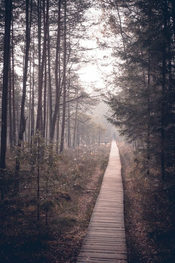 Varnikų pažintinis takas rudens rytą.