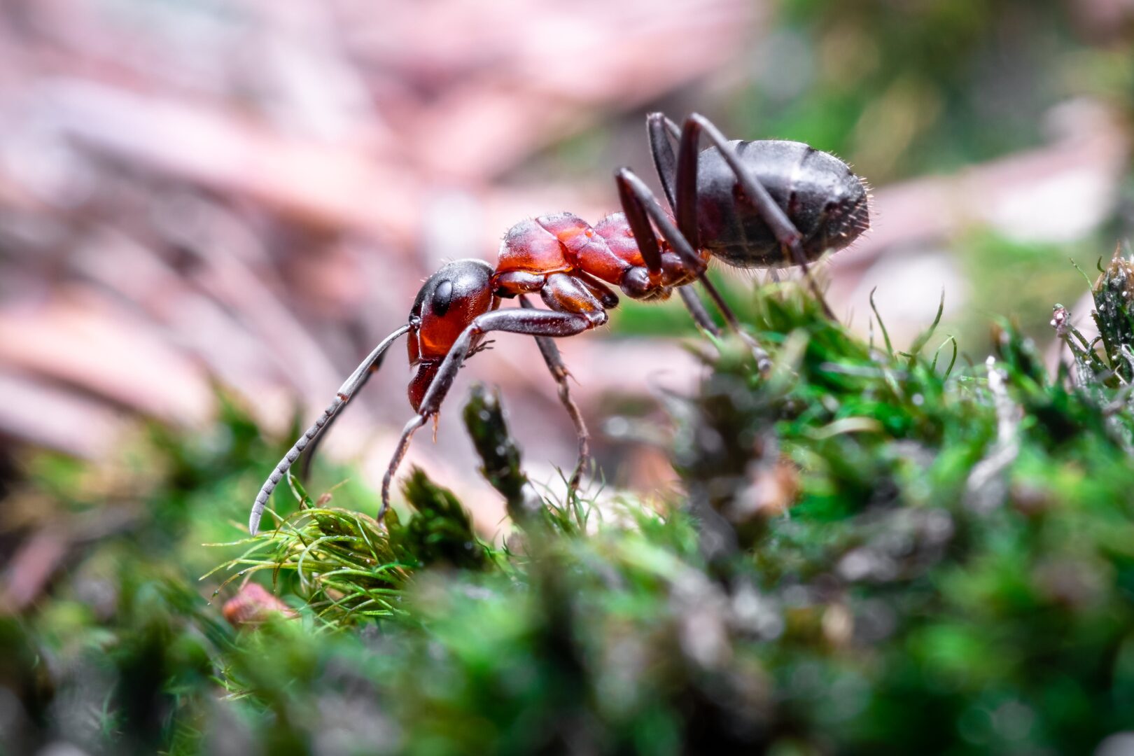 Sapnuoti skruzdėles